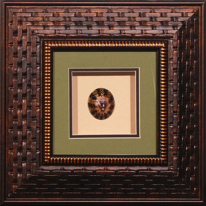 15 x 15 (8 x 8)\nPrice: AZ